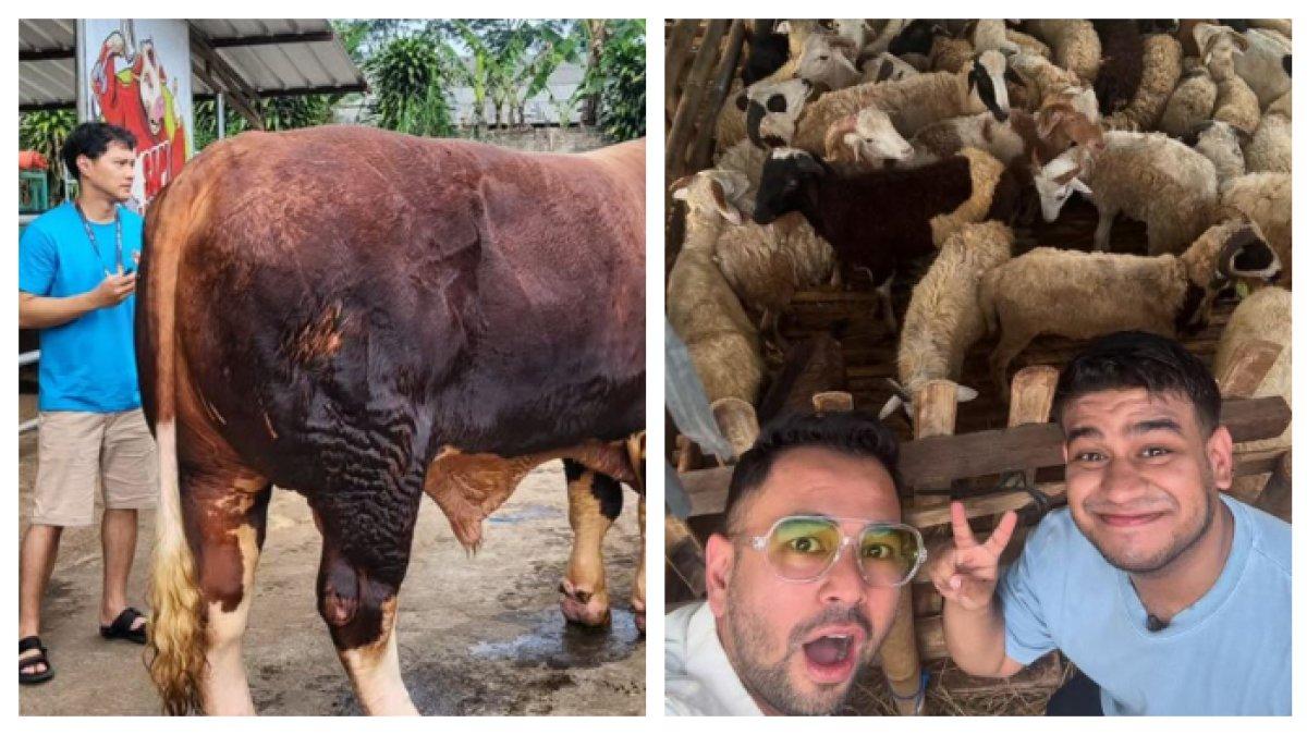 JUAL HEWAN KURBAN - (kiri) Hardi Fadhillah kini jualan sapi untuk kurban. (kanan) Fadil Jaidi membantu sang ibu yang kini jualan hewan kurban, diborong Raffi Ahmad 50 ekor.
