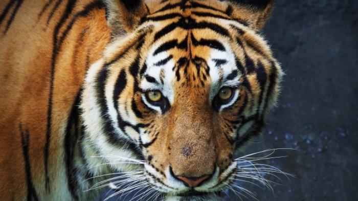 Harimau (Ilustrasi).