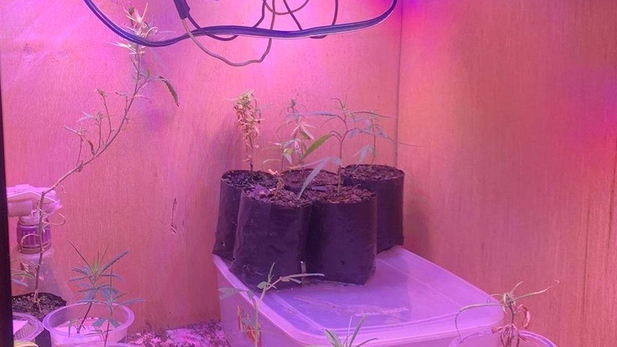 Hasil budidaya ganja milik MY