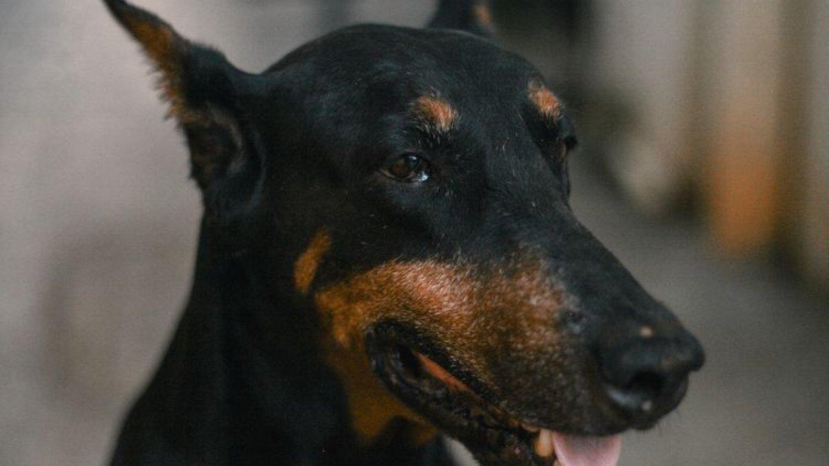 Ilustrasi anjing doberman pinscher.
