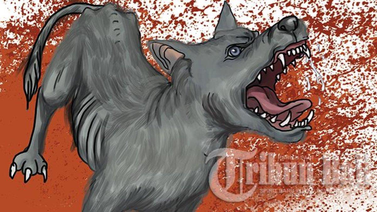 Ilustrasi anjing rabies peliharaan orangtua