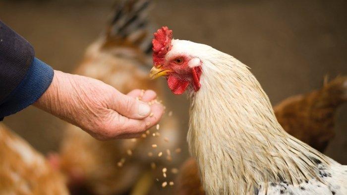 Ilustrasi ayam