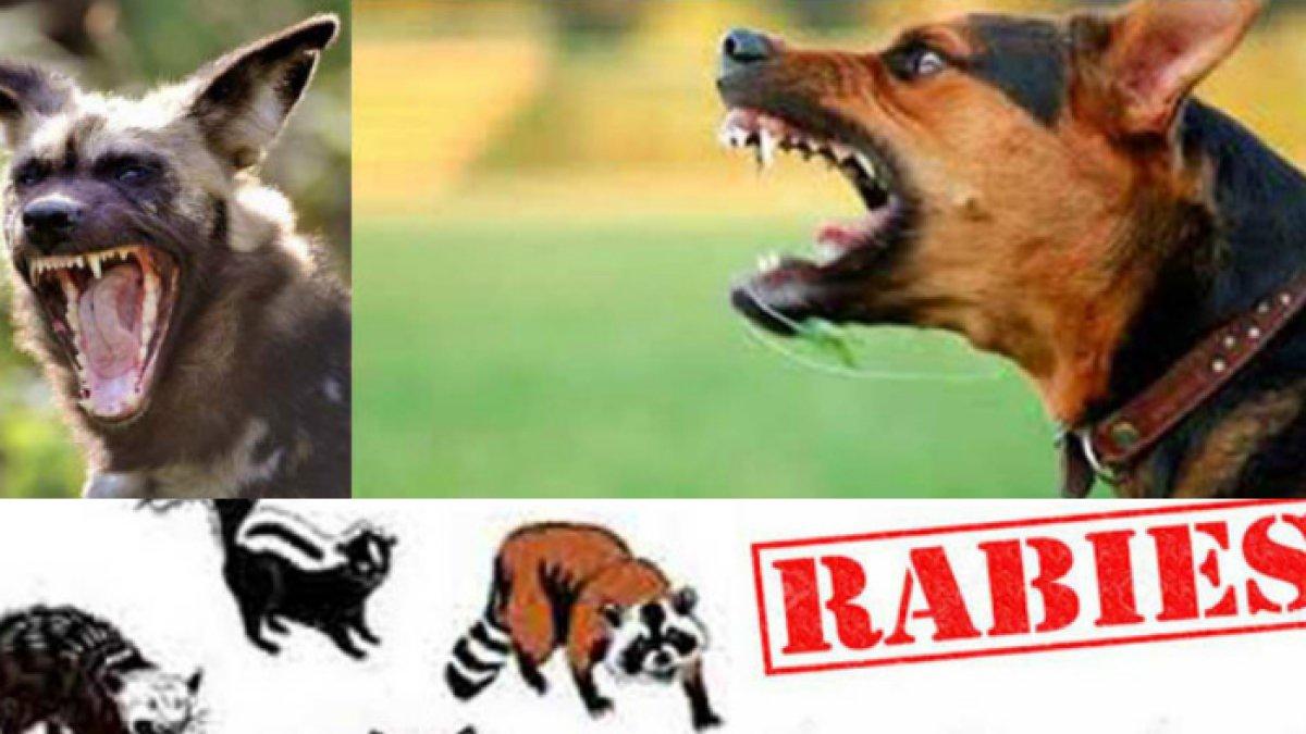 Ilustrasi bahaya penyakit rabies.