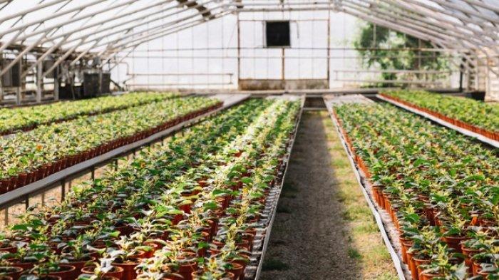 Ilustrasi green house -Kunci jawaban soal 'Apa dampak positif dan negatif pada bidang ekonomi, ekologi, dan sosial berkaitan dengan partisipasi warga atau masyarakat dalam pengelolaan lingkungan hidup?'