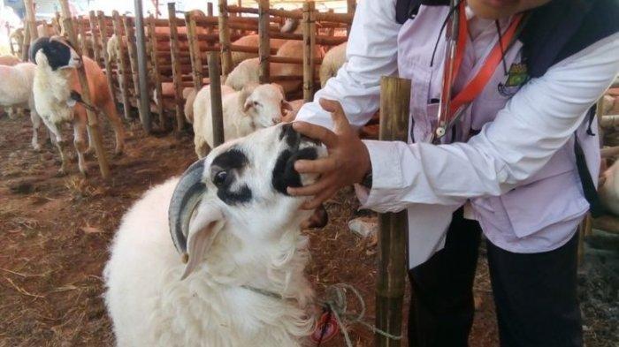 Pemerintah kota Kabupaten Tangerang melakukan pemeriksaan hewan kurban untuk Hari Raya Idul Adha