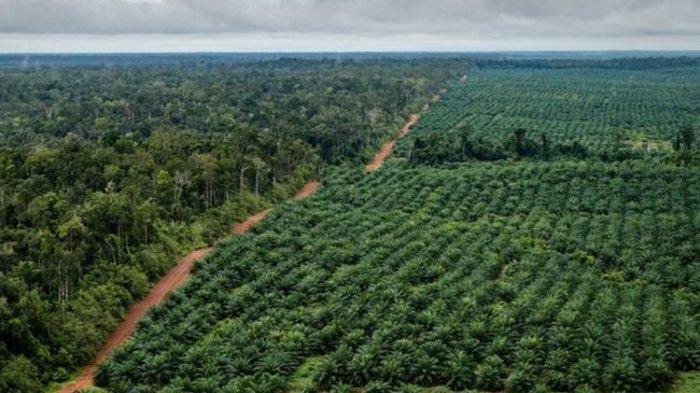 Ilustrasi kebun kelapa sawit