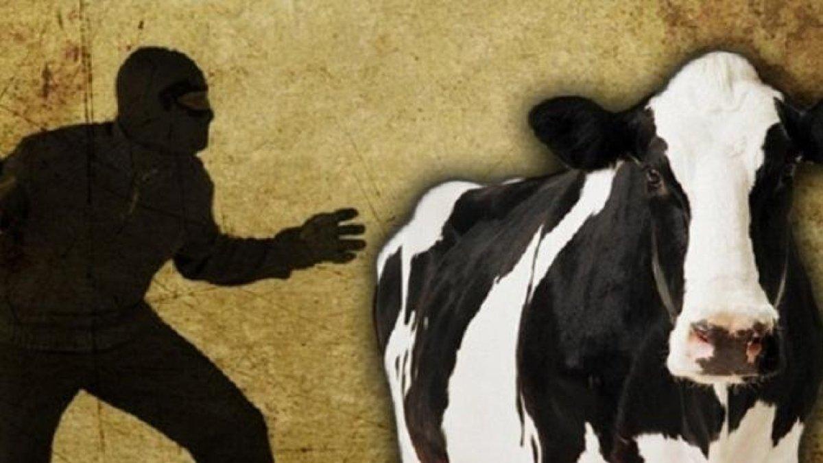 ILUSTRASI maling sapi di Lombok