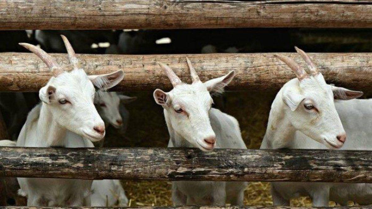 ilustrasi kambing jantang dengan tanduk yang panjang.
