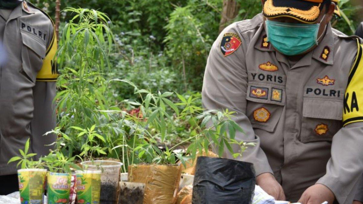 ILUSTRASI polisi gerebek ladang ganja