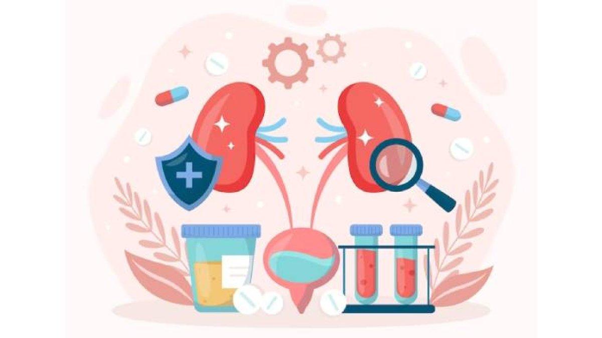 Ilustrasi proses pembentukan urine
