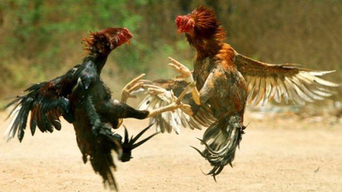ILUSTRASI sabung ayam
