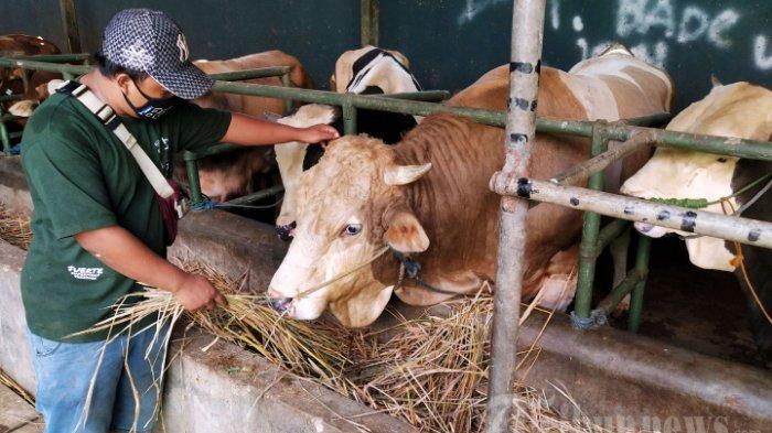 Ilustrasi sapi Limosin dengan bobot hampir 1 ton.