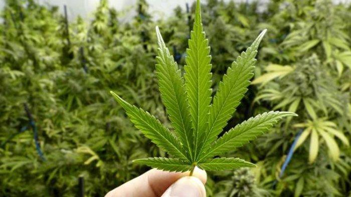 Ilustrasi tanaman Ganja. 