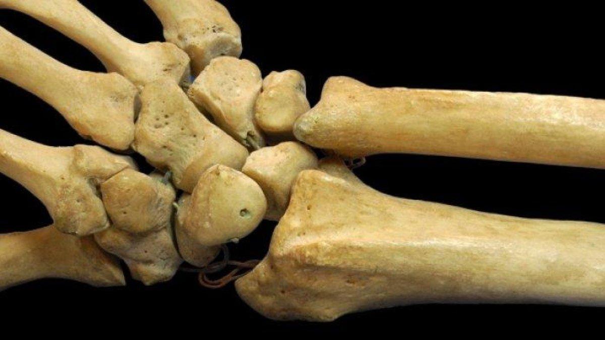 Ilustrasi tulang manusia