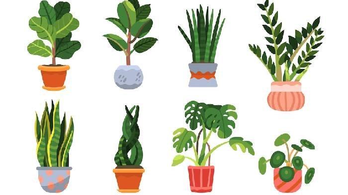 Ilustrasi tumbuhan, soal dan kunci jawaban tema 2 Kelas 6 halaman 21