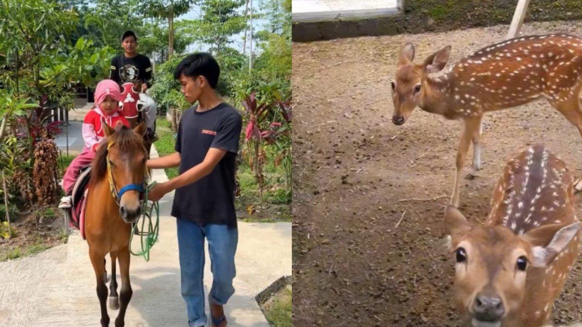 OBYEK WISATA KLATEN: Wahana berkuda yang dapat dinikmati oleh pengunjung, dan terdapat rusa tutul di area kebun binatang mini di New Taman Jlengut Klaten