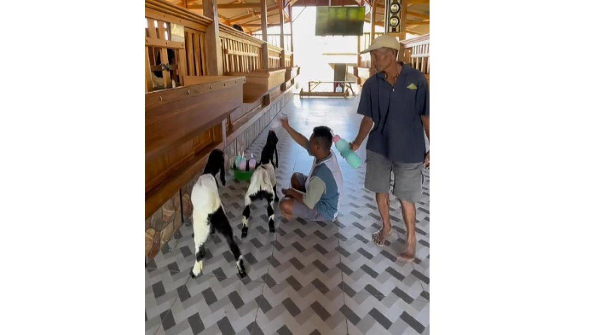 kandang kambing mewah