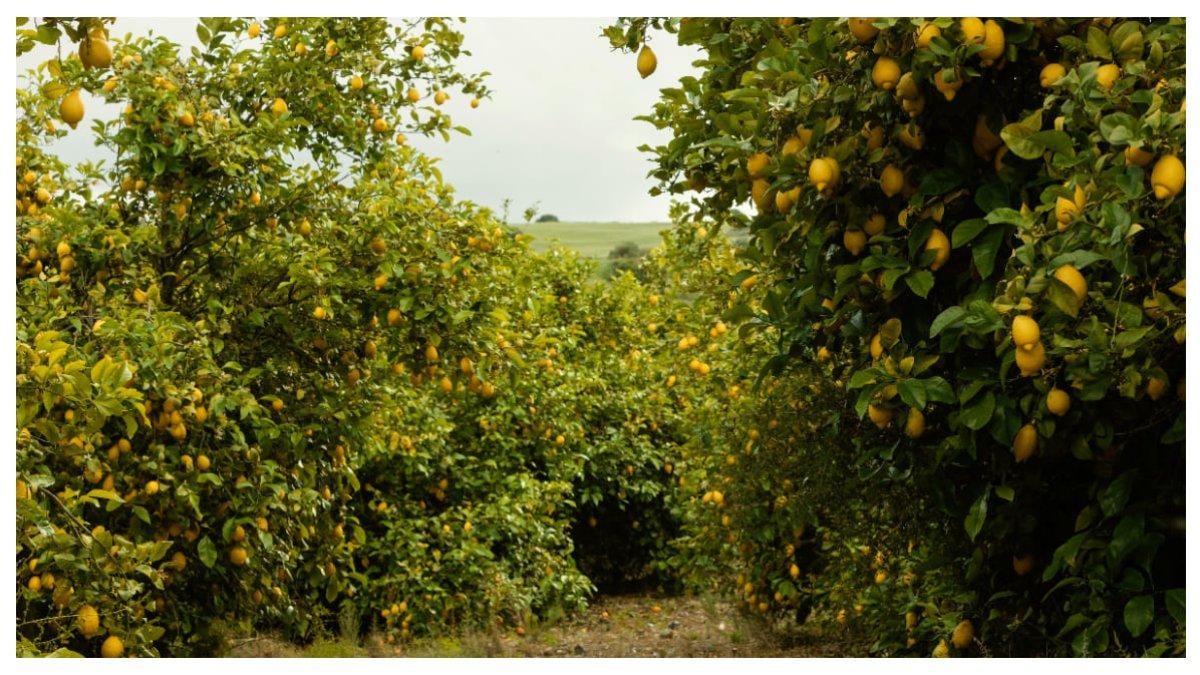 Foto ilustrasi kebun buah di Zidan Garden.