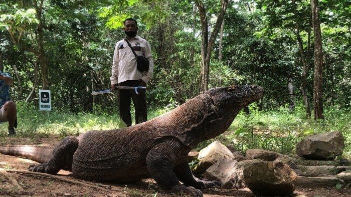 Komodo