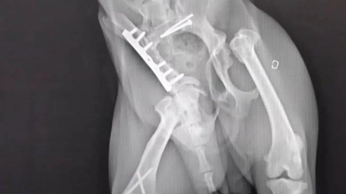 Kondisi tulang kaki anjing Hosun yang sudah remuk.