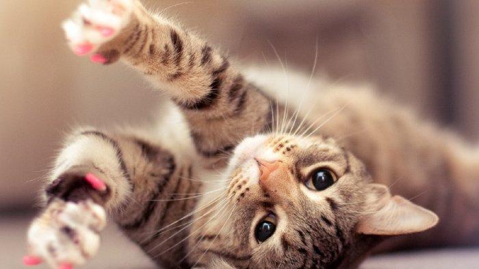 Kucing, hewan kesayangan Rasulullah SAW