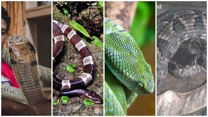 4 Ular Berbisa Mematikan di Indonesia, Bukan Hanya King Kobra dan Ular Weling