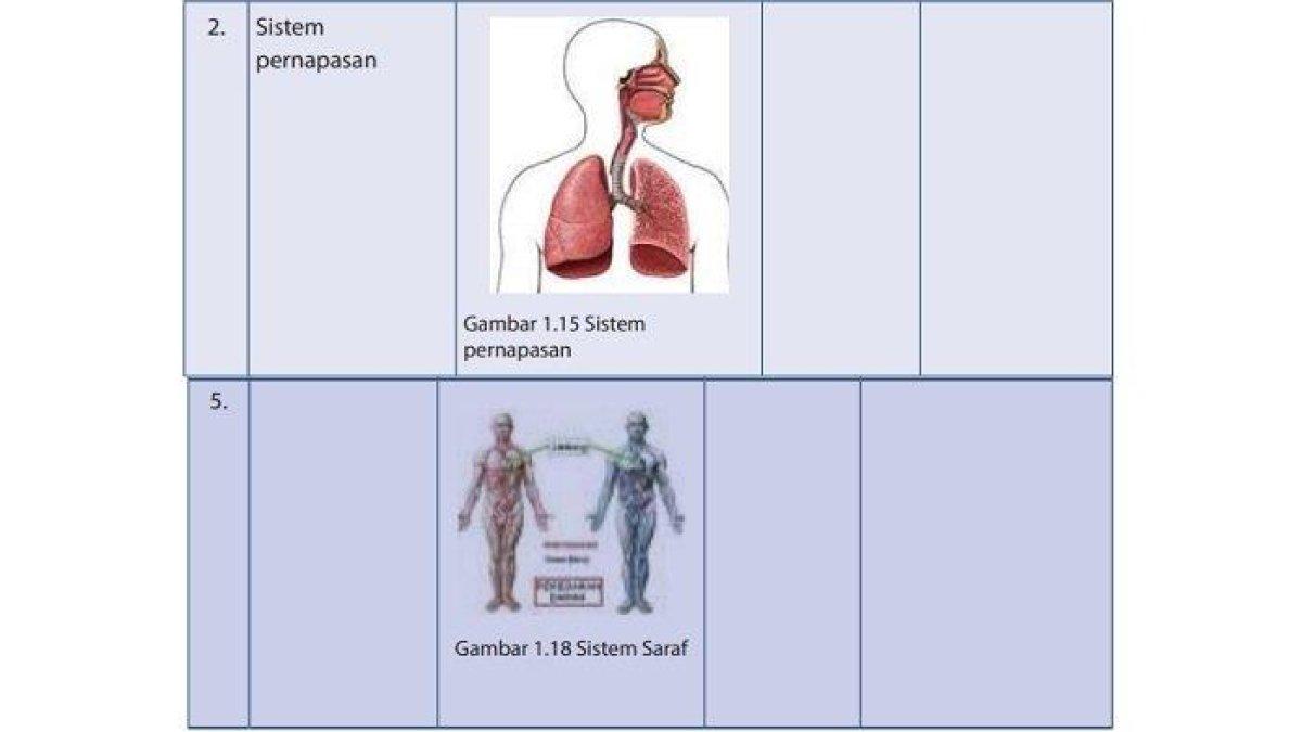 Kunci Jawaban IPA Kelas 7 SMP Halaman 20 dan 21 Semester 2: Sistem Organ Manusia