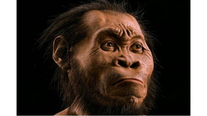 Manusia purba Homo erectus