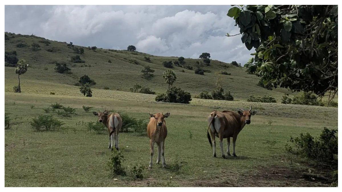 Sapi yang ada di padang savana Pantai Mausui