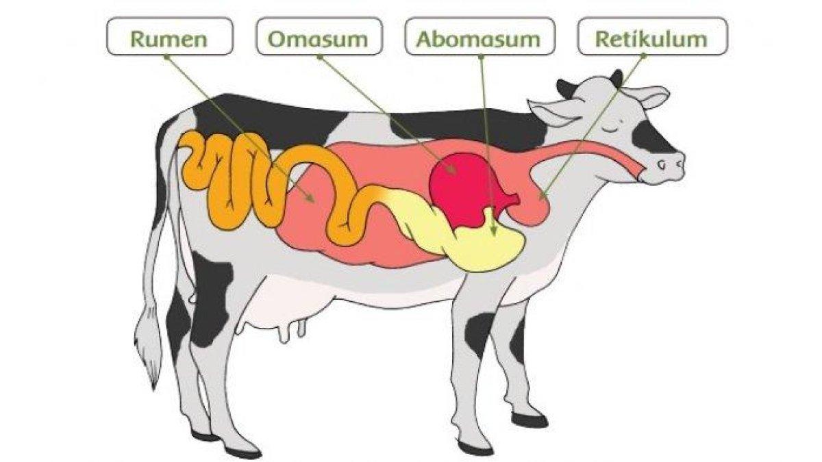 organ pencernaan sapi