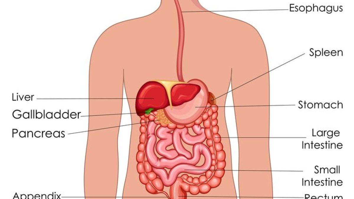 organ pencernaan pada manusia