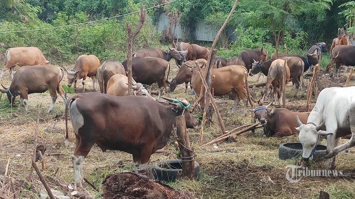 Jelang perayaan Hari Raya Idul Adha, pedagang hewan kurban mulai bermunculan.