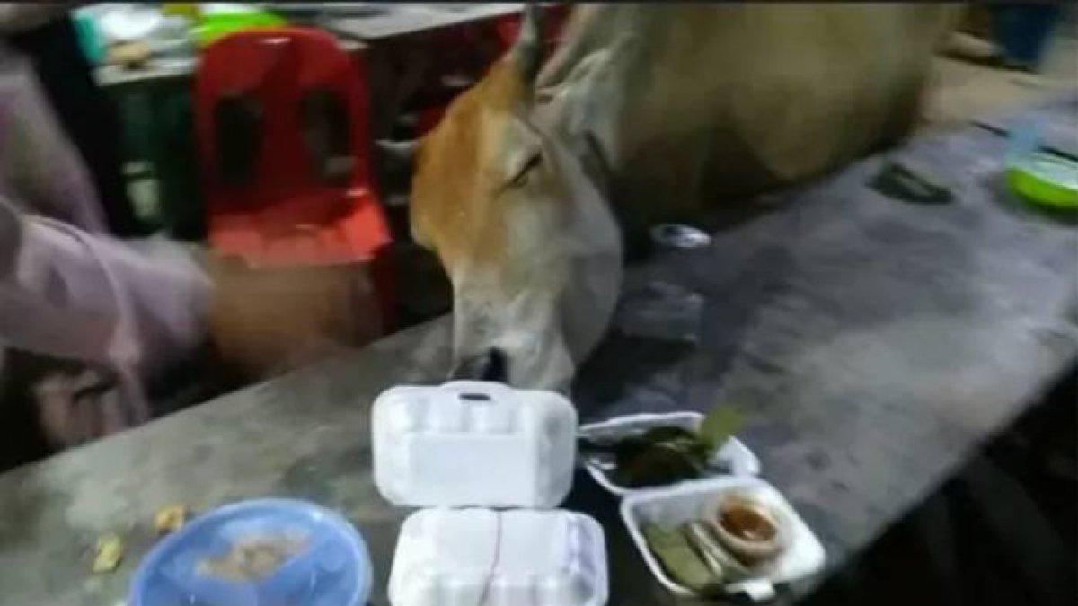 Pernikahan diseruduk sapi 2