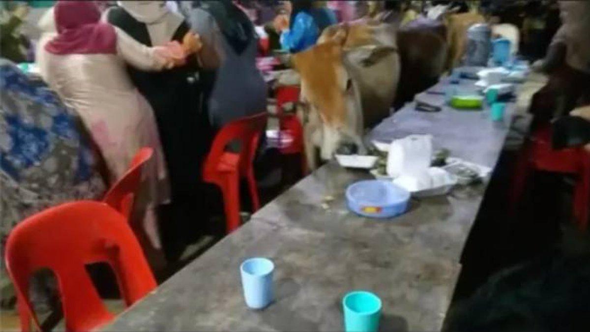 Pernikahan diseruduk sapi