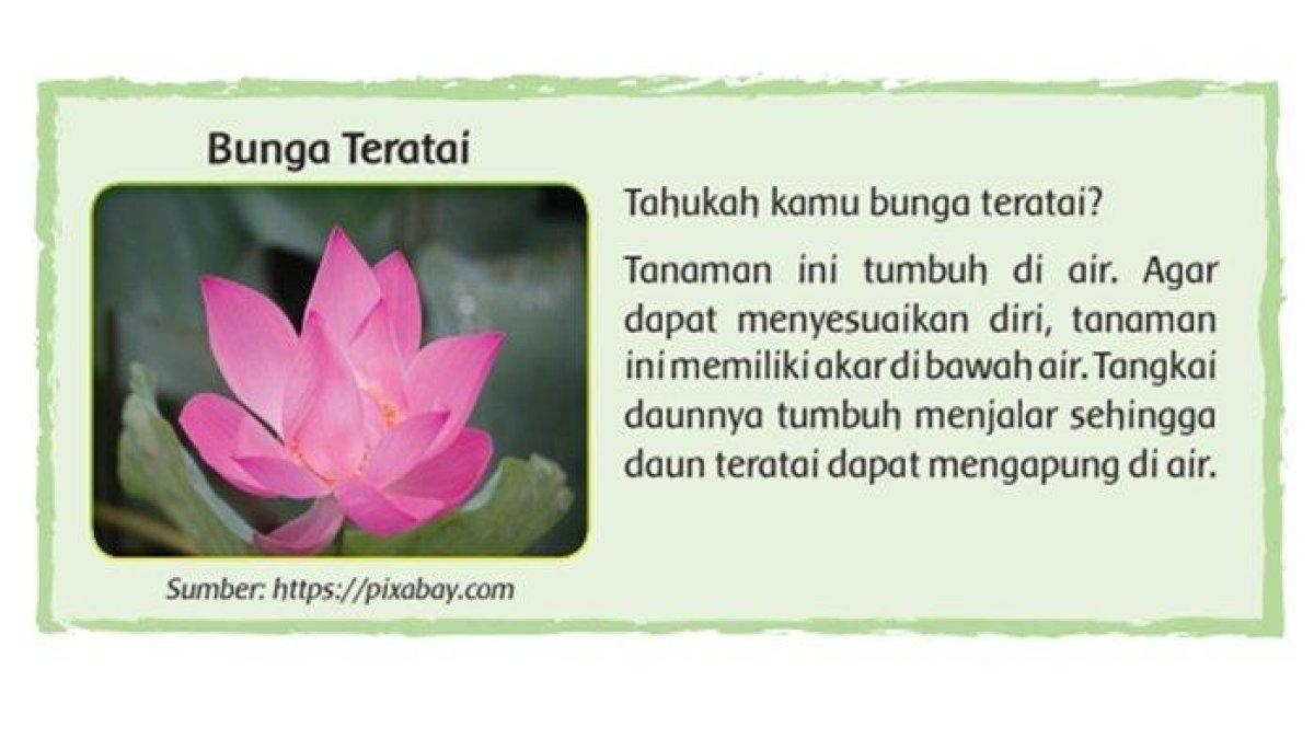 Simak pembahasan soal dan kunci jawaban tema 2 kelas 6 SD halaman 6 dan 7 tentang peta pikiran Bunga Teratai.