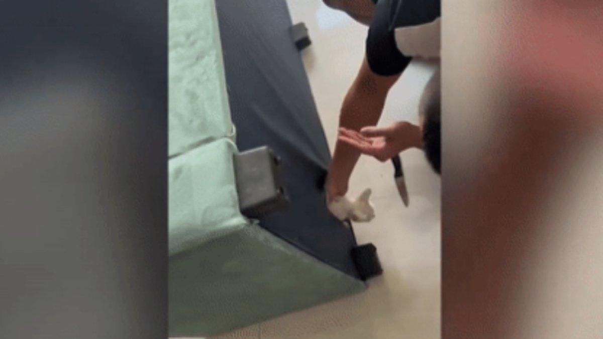 Pria temukan kucing di dalam sofanya