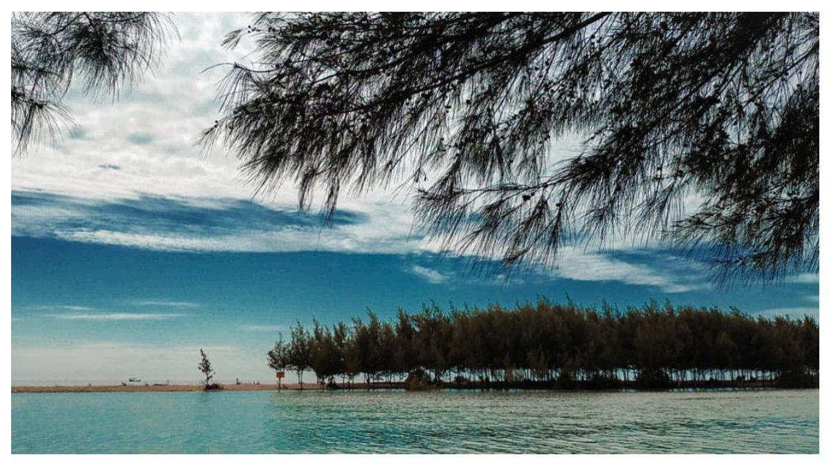 Pohon cemara yang ada di sekitar pantai