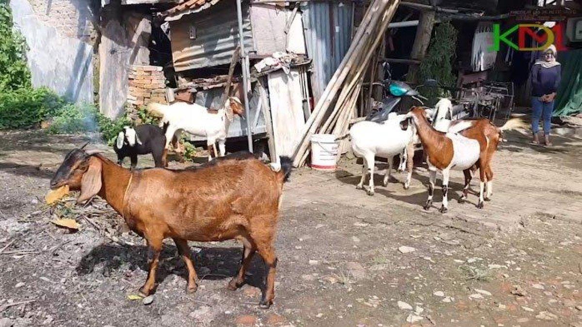 Ilustrasi kandang kambing.
