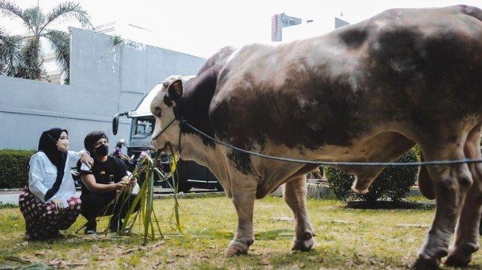 Sapi kurban Atta Halilintar dan Aurel Hermansyah