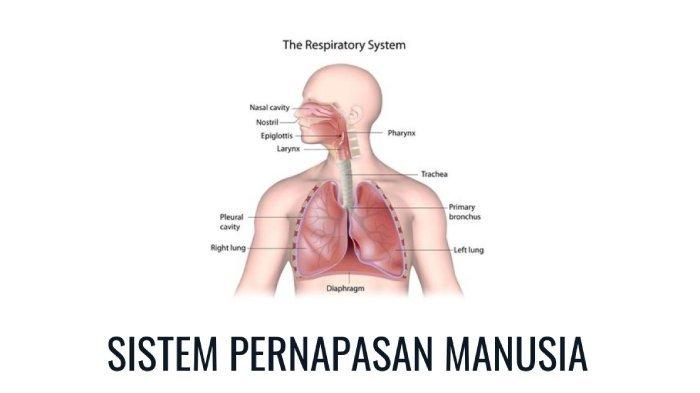 Sistem pernapasan pada manusia