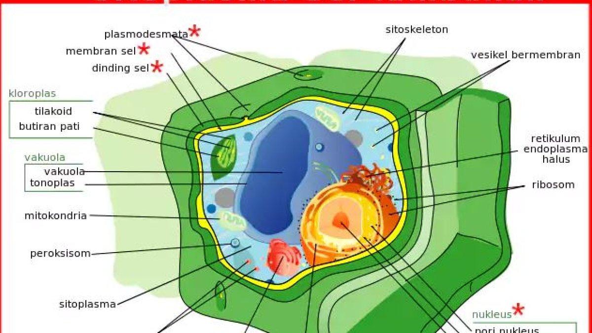 KUNCI JAWABAN Biologi Kelas 11 SMA Halaman 20 Kurikulum Merdeka, Apa