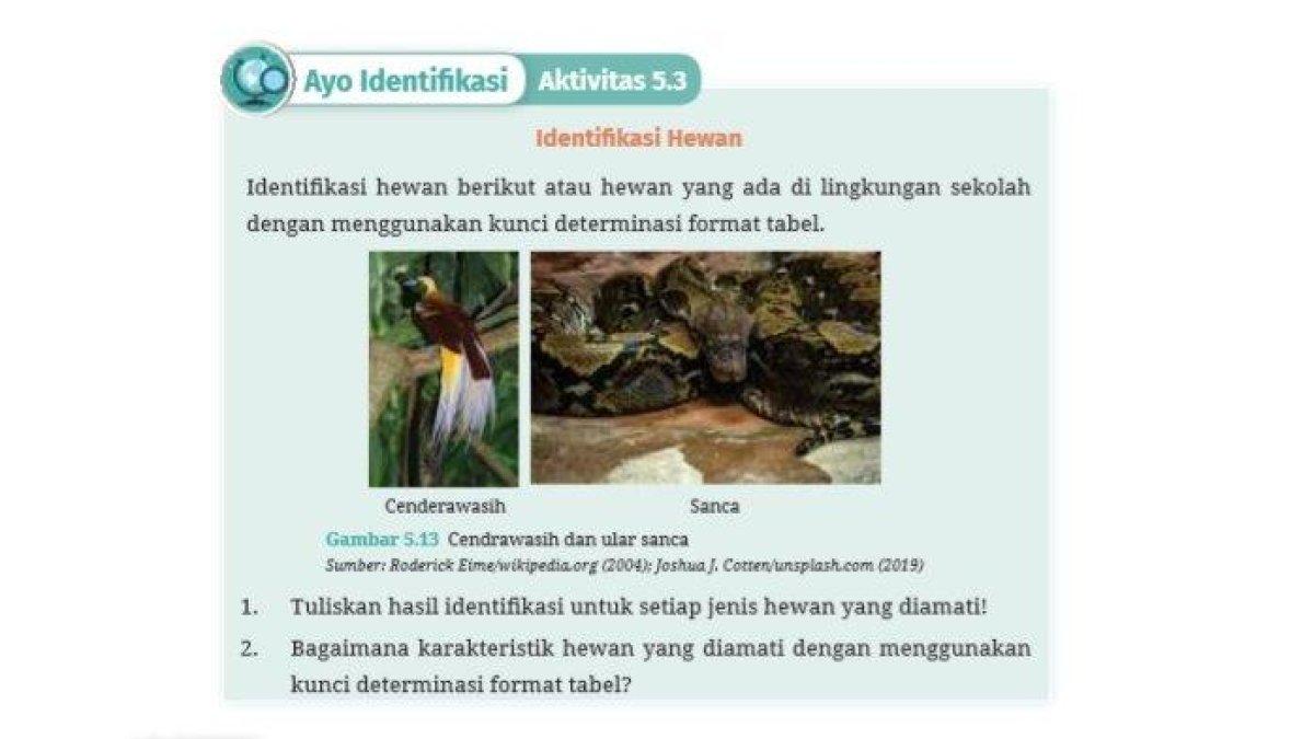 ILUSTRASI KUNCI JAWABAN: Soal buku IPA Kelas 7 halaman 148 Kurikulum Merdeka Edisi Revisi - Kunci jawaban IPA Kelas 7 halaman 148 Kurikulum Merdeka Edisi Revisi, Ayo Identifikasi Aktivitas 5.3, Identifikasi Hewan Kunci Determinasi Tabel.