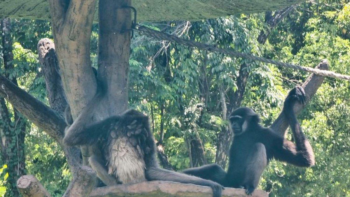 Owa Jawa yang ada di Solo Safari