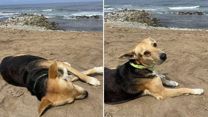 Sosok Vaguito, anjing nelayan yang rela menunggu majikan meski telah wafat.