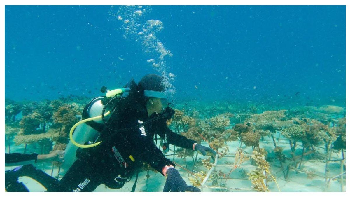 Pemandangan bawah laut Kepulauan Togean
