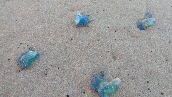 Ilustrasi Ubur-ubur yang mulai bermunculan di pantai.