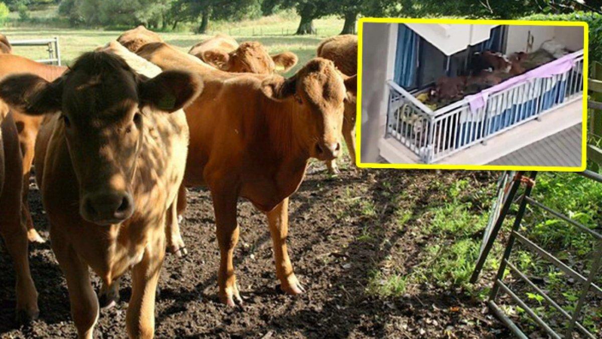 VIRAL! Seorang pria memelihara 7 ekor sapi di balkon lantai lima apartemen, bikin tetangga jengkel