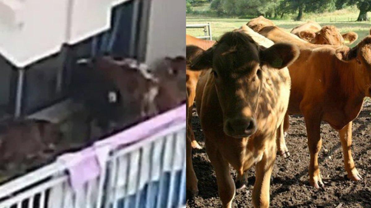 VIRAL! Seorang pria memelihara 7 ekor sapi di balkon lantai lima apartemen, bikin tetangga jengkel