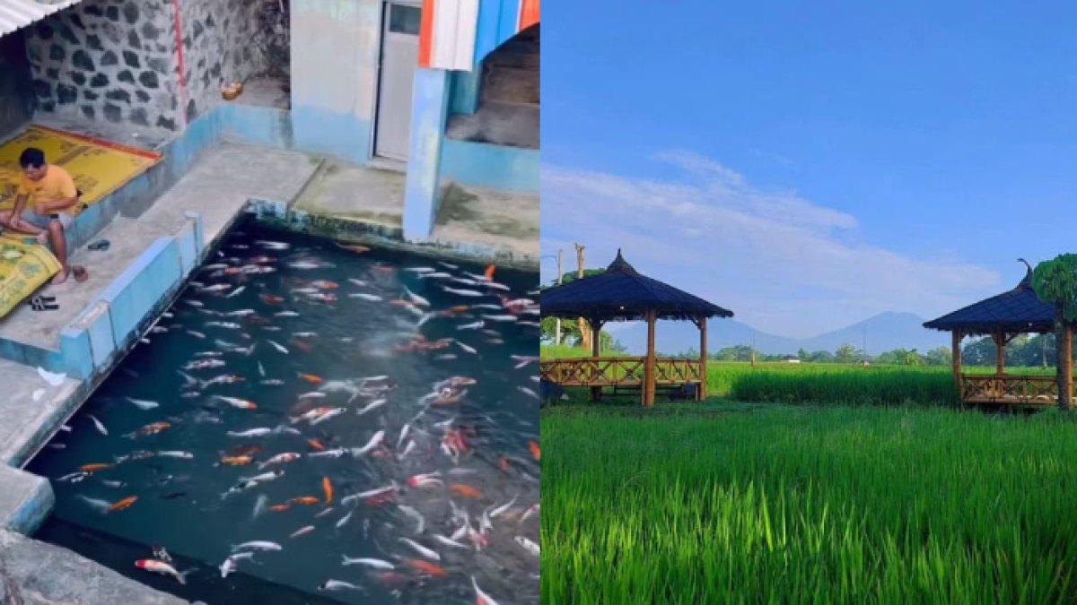 OBYEK WISATA KLATEN: Kolam ikan dengan air yang jernih, dipenuhi ikan koi, dan hamparan sawah hijau yang luas dengan latar belakang pegunungan di Watergong Klaten