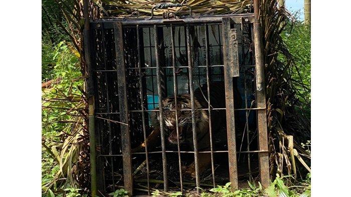 BKSDA Sumatera Barat (Sumbar) berhasil menangkap harimau sumatera di Kecamatan Tigo Nagari, Kabupaten Pasaman, Sumatera Barat, Minggu (4/2/2024)